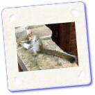 Humour - Animaux - La cuite.jpg